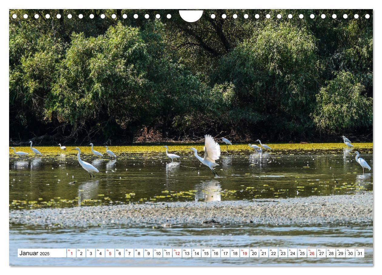 Bild: 9783383803024 | Rund um das Donaudelta (Wandkalender 2025 DIN A4 quer), CALVENDO...