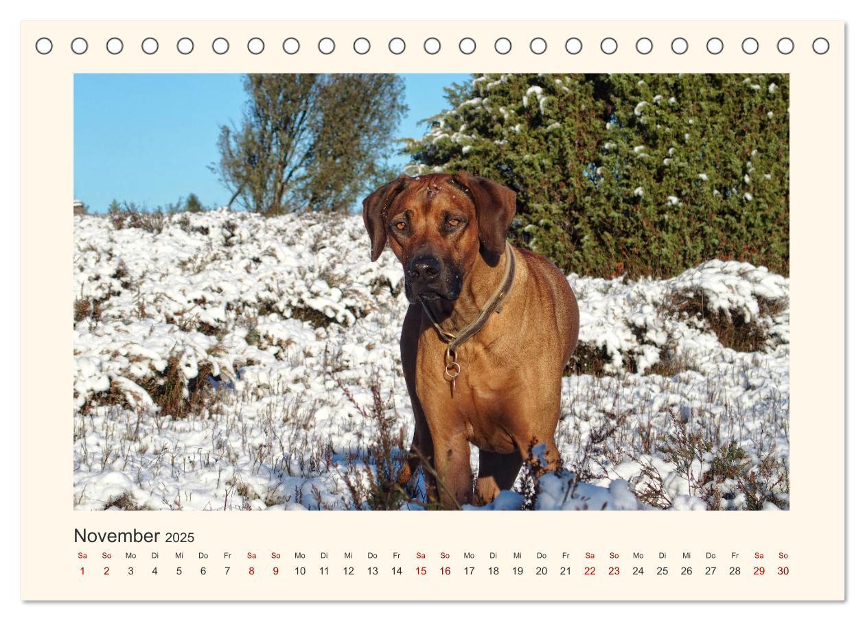 Bild: 9783435352623 | Rhodesian Ridgeback Power aus Südafrika (Tischkalender 2025 DIN A5...