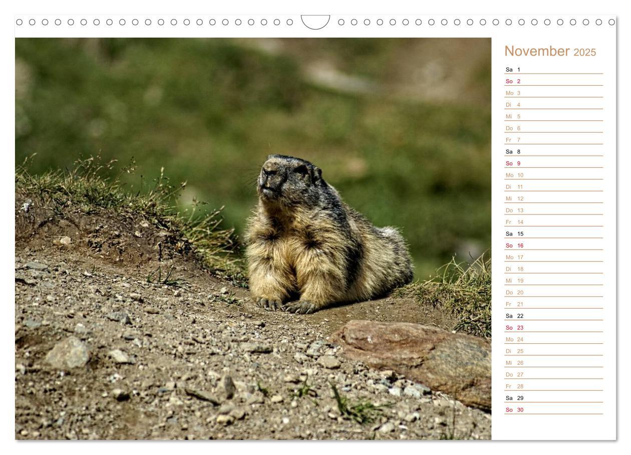 Bild: 9783435512027 | Wildlife - Verspielte Murmeltiere (Wandkalender 2025 DIN A3 quer),...