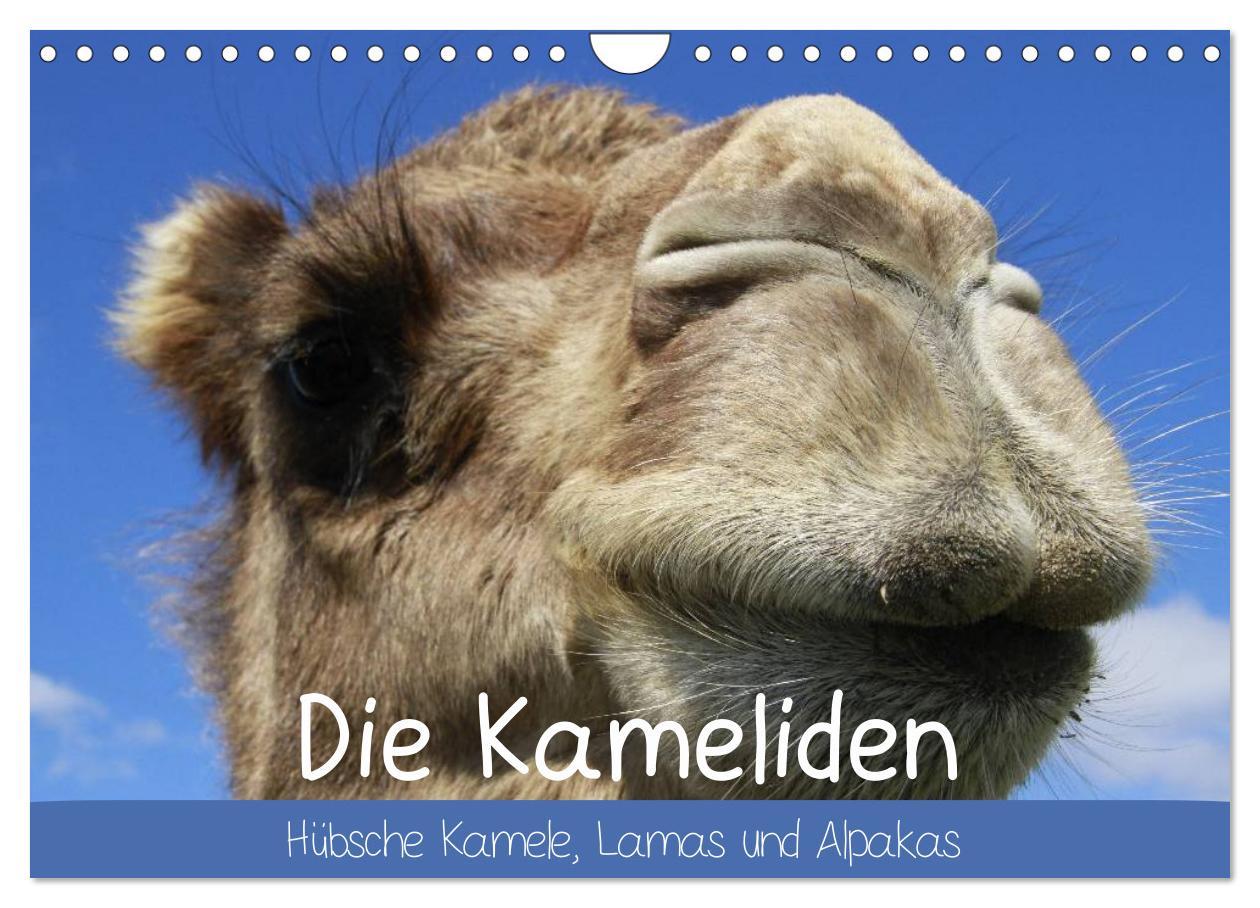 Cover: 9783435483846 | Die Kameliden. Hübsche Kamele, Lamas und Alpakas (Wandkalender 2025...