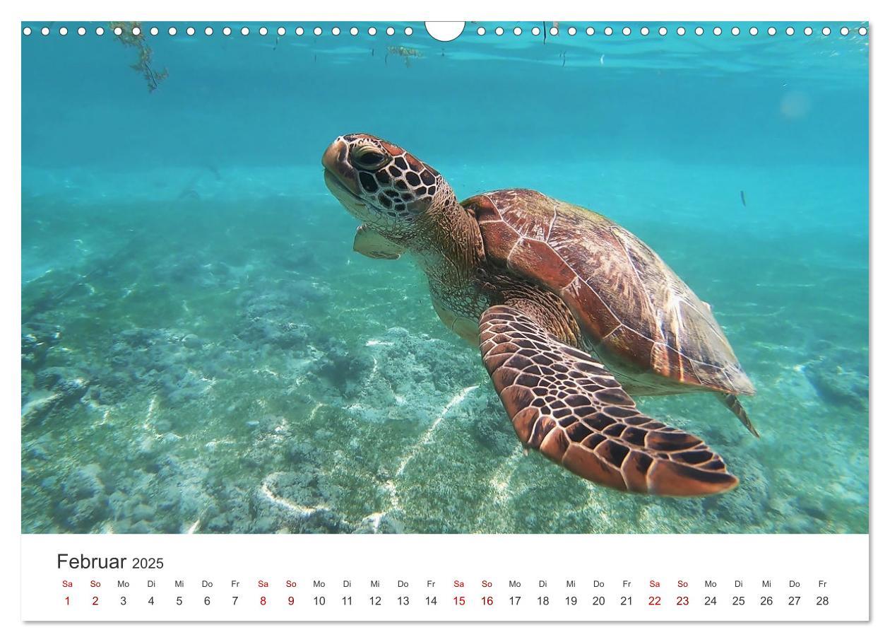 Bild: 9783383997358 | Schildkröten - Die gepanzerten Tiere. (Wandkalender 2025 DIN A3...