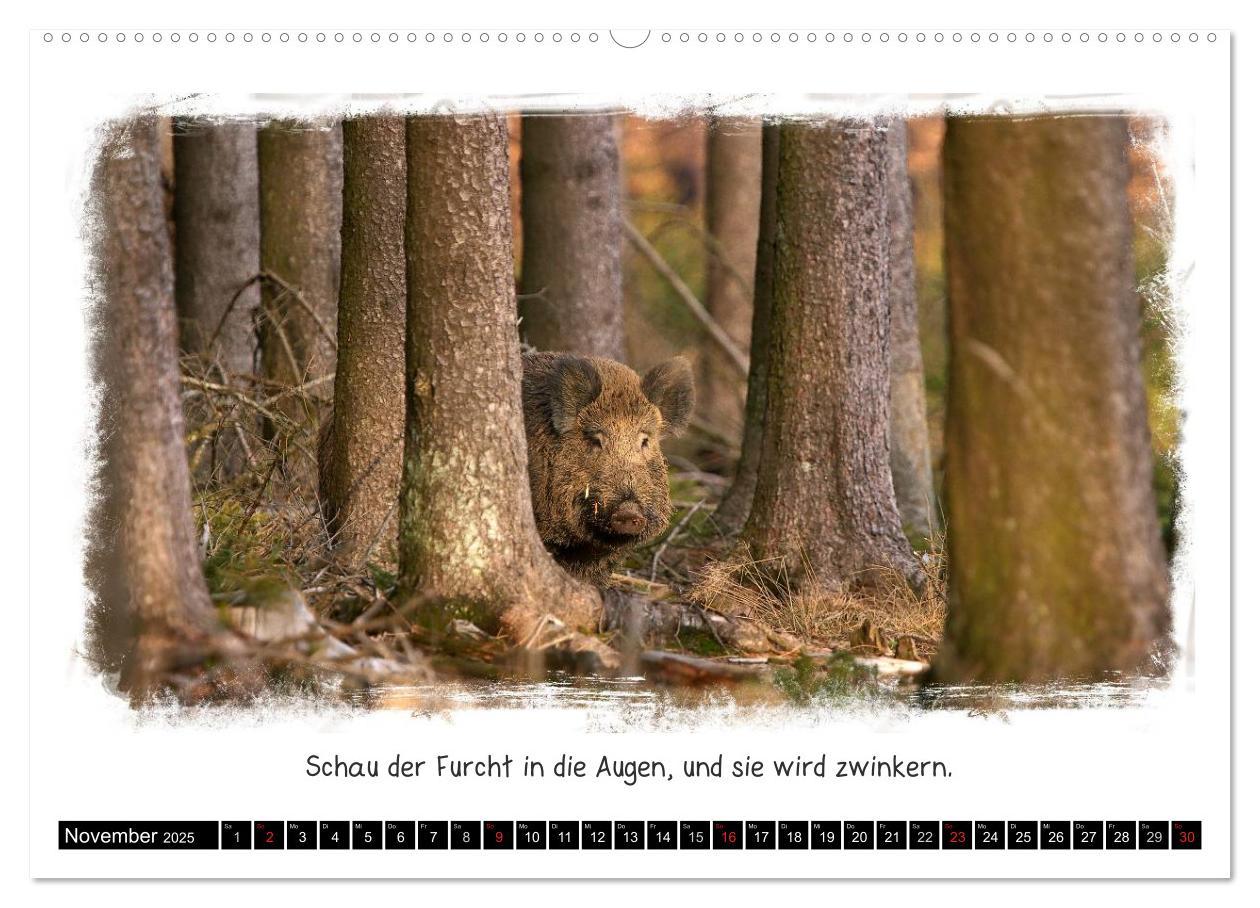 Bild: 9783435606382 | Tierisch witzig (Wandkalender 2025 DIN A2 quer), CALVENDO...