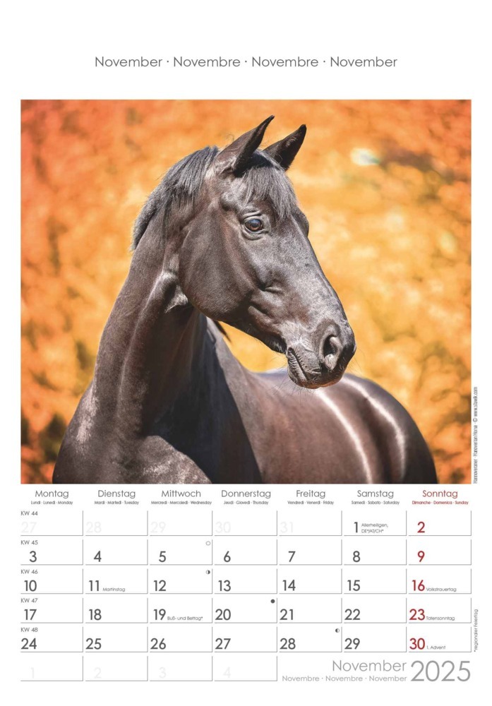 Bild: 4251732341022 | Alpha Edition - Pferde 2025 Wandkalender, 23,7x34cm, Bildkalender...