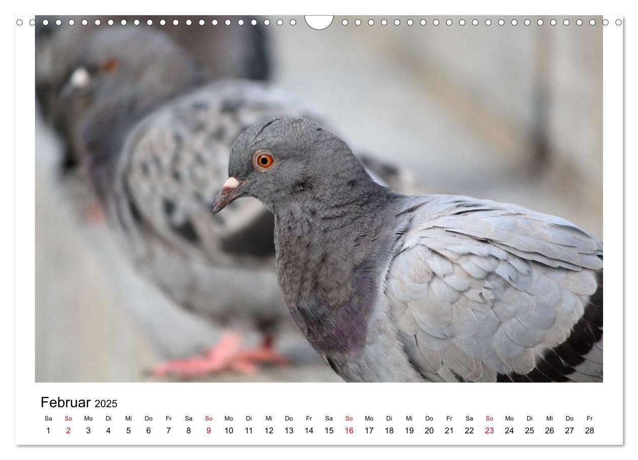 Bild: 9783435756278 | Geliebte Tauben (Wandkalender 2025 DIN A3 quer), CALVENDO...