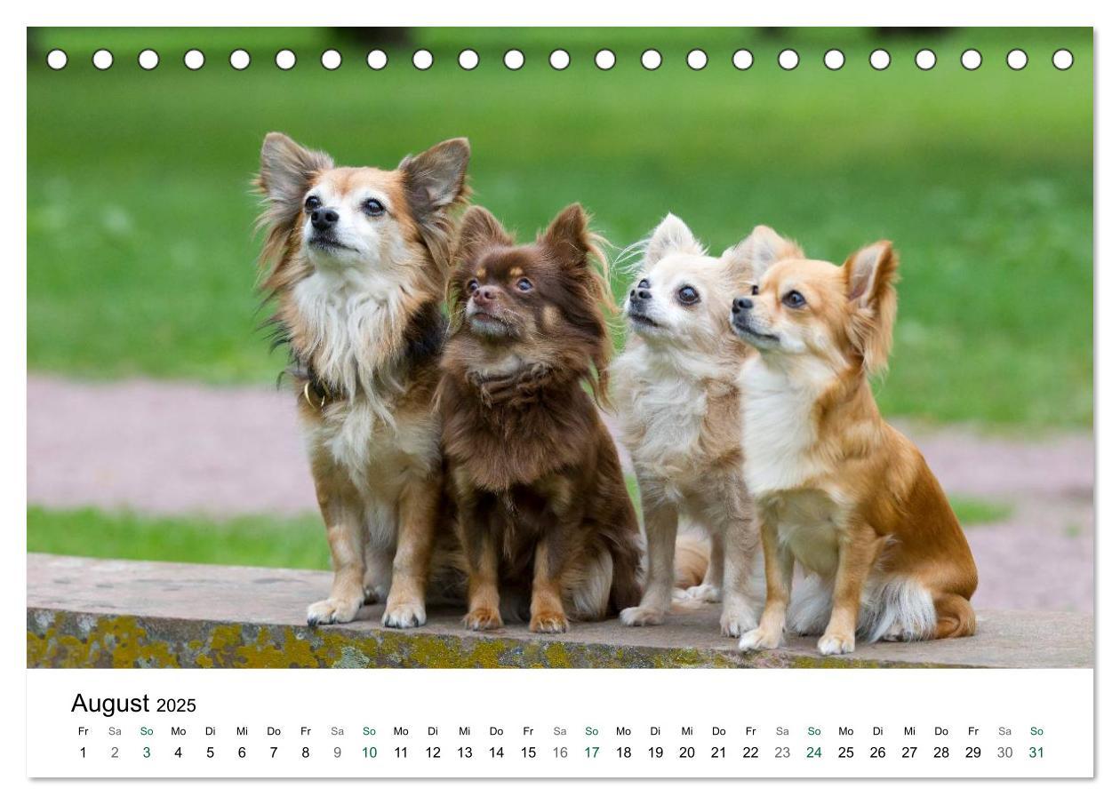 Bild: 9783435771080 | Chihuahuas - kleine Herzensbrecher (Tischkalender 2025 DIN A5...