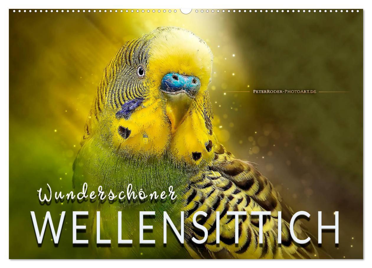 Cover: 9783435347988 | Wunderschöner Wellensittich (Wandkalender 2025 DIN A2 quer),...