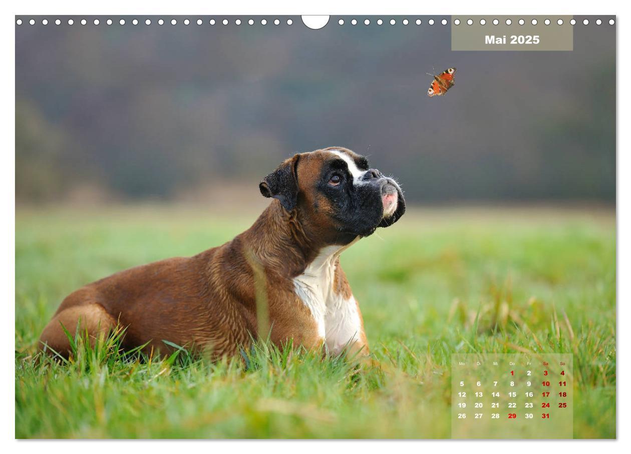 Bild: 9783435339990 | Typisch Boxer (Wandkalender 2025 DIN A3 quer), CALVENDO Monatskalender