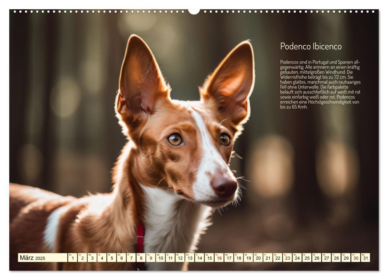 Bild: 9783457162163 | Windhunde im Portrait (Wandkalender 2025 DIN A2 quer), CALVENDO...