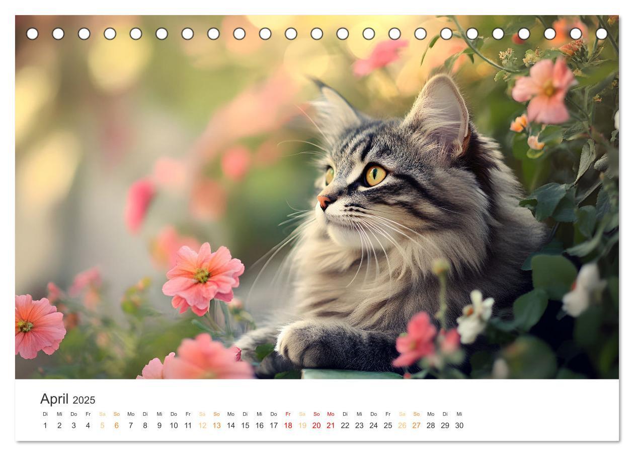 Bild: 9783457203897 | Katzen - sanfte Schönheiten (Tischkalender 2025 DIN A5 quer),...