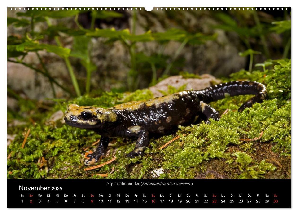 Bild: 9783435771837 | Salamander und Molche (Wandkalender 2025 DIN A2 quer), CALVENDO...