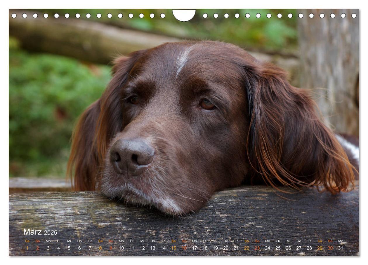 Bild: 9783435416066 | Faszination Jagdhund - Kleiner Münsterländer (Wandkalender 2025 DIN...