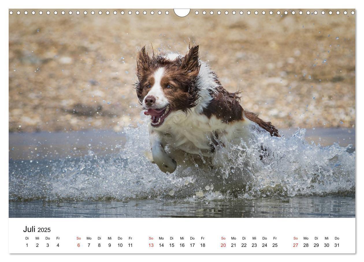 Bild: 9783435191383 | Border Collie - Bunt und clever! (Wandkalender 2025 DIN A3 quer),...