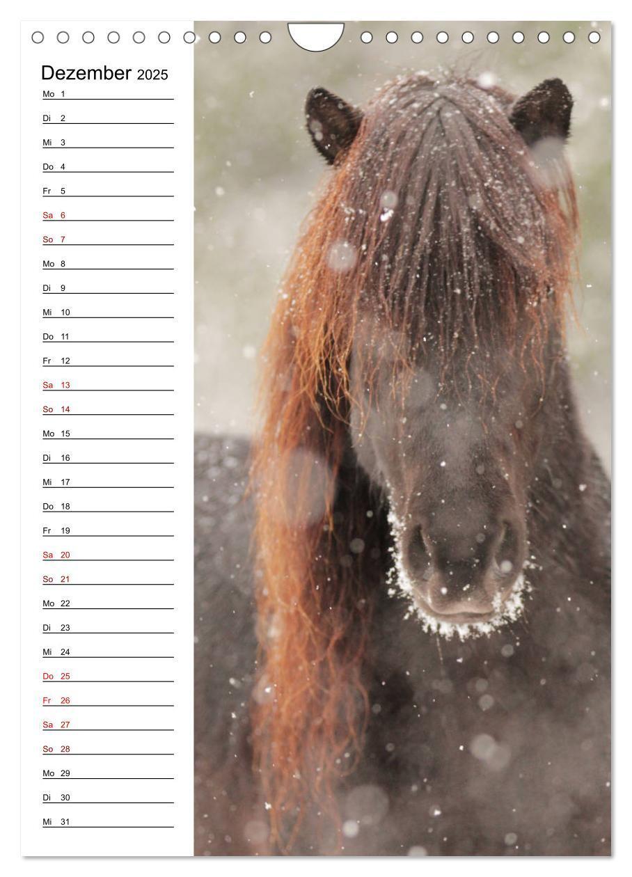 Bild: 9783435974733 | Isländer im Portrait (Wandkalender 2025 DIN A4 hoch), CALVENDO...