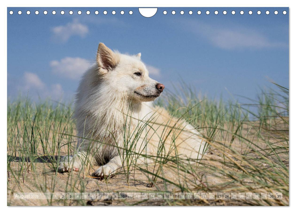 Bild: 9783435183005 | Mit Hunden an den Stränden von Nord- und Ostsee (Wandkalender 2025...