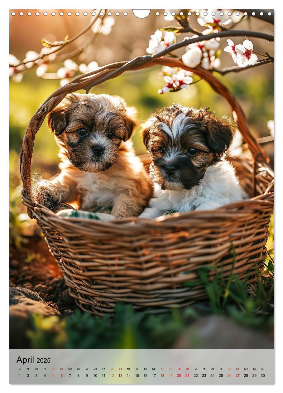 Bild: 9783383765384 | Shih Tzu - immer im Mittelpunkt (Wandkalender 2025 DIN A3 hoch),...