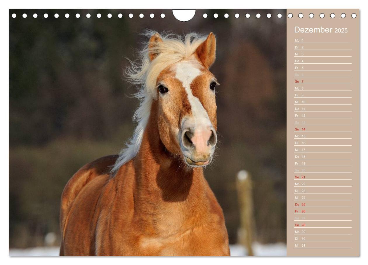 Bild: 9783435743308 | Haflinger / Geburtstagskalender (Wandkalender 2025 DIN A4 quer),...