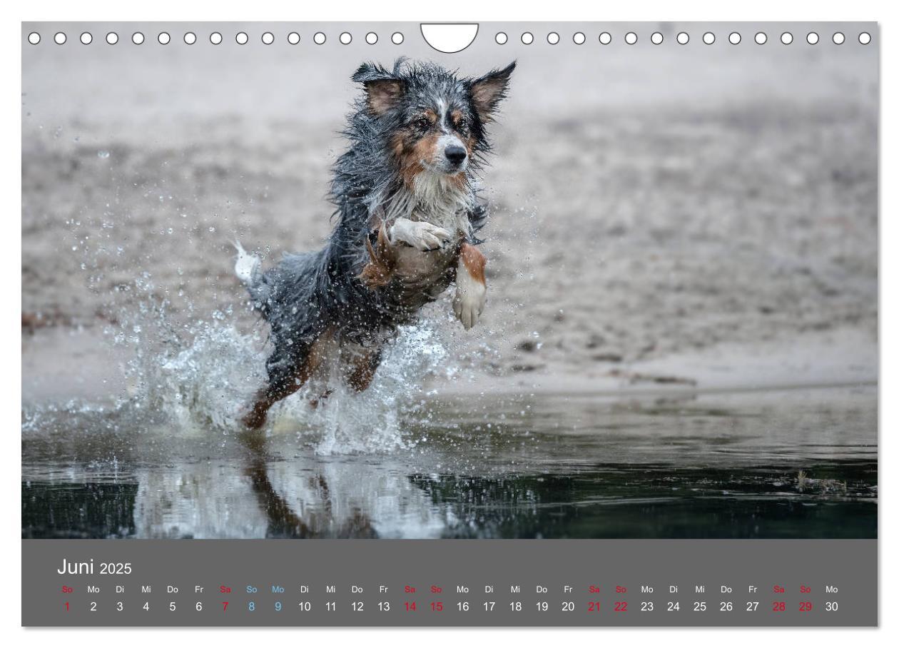 Bild: 9783435233502 | Australian Shepherd - Vielfalt in einer Rasse (Wandkalender 2025...