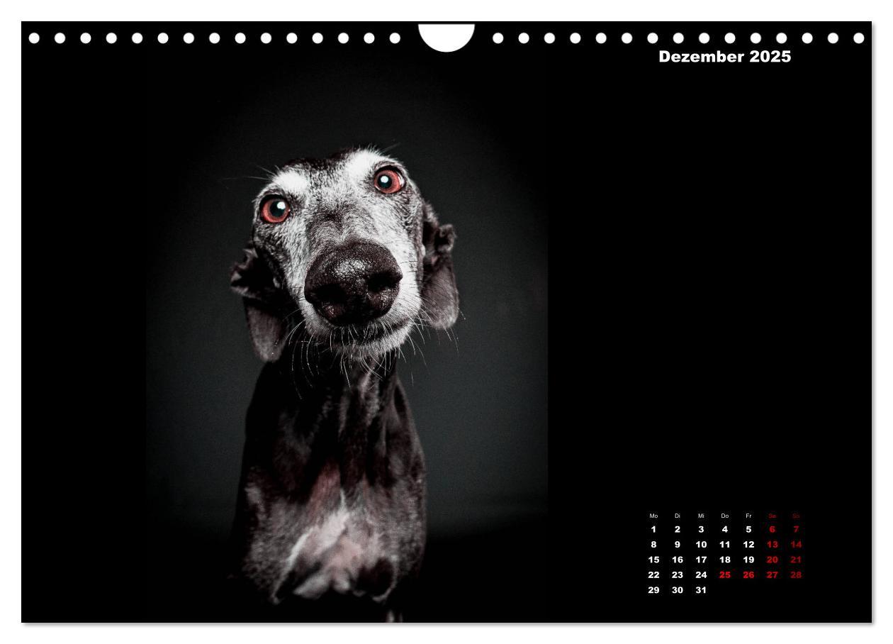 Bild: 9783435228911 | Die Stimme der Windhunde (Wandkalender 2025 DIN A4 quer), CALVENDO...