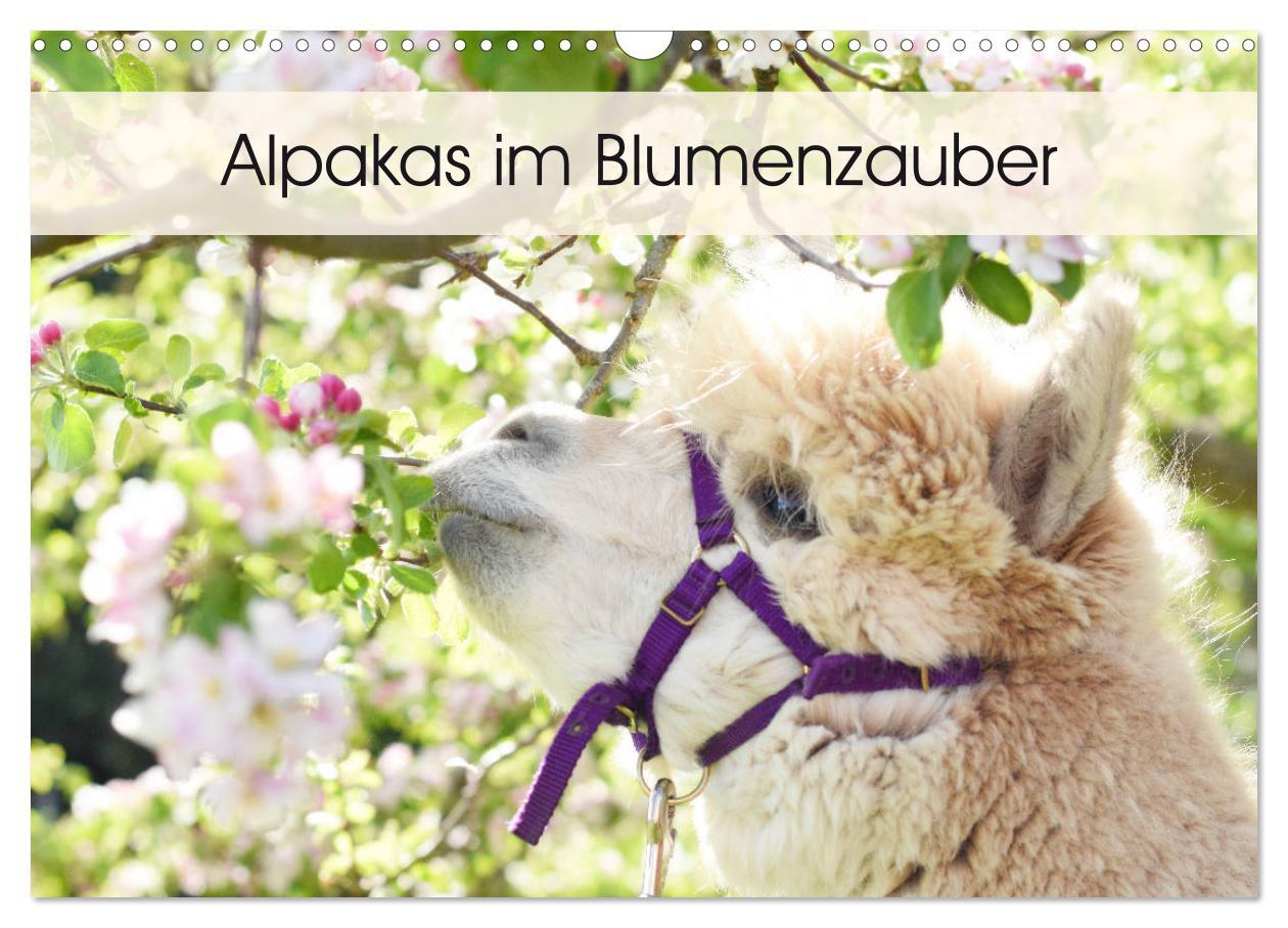 Cover: 9783435301256 | Alpakas im Blumenzauber (Wandkalender 2025 DIN A3 quer), CALVENDO...