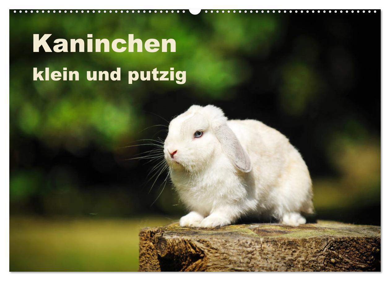 Cover: 9783435340866 | Kaninchen klein und putzig (Wandkalender 2025 DIN A2 quer),...