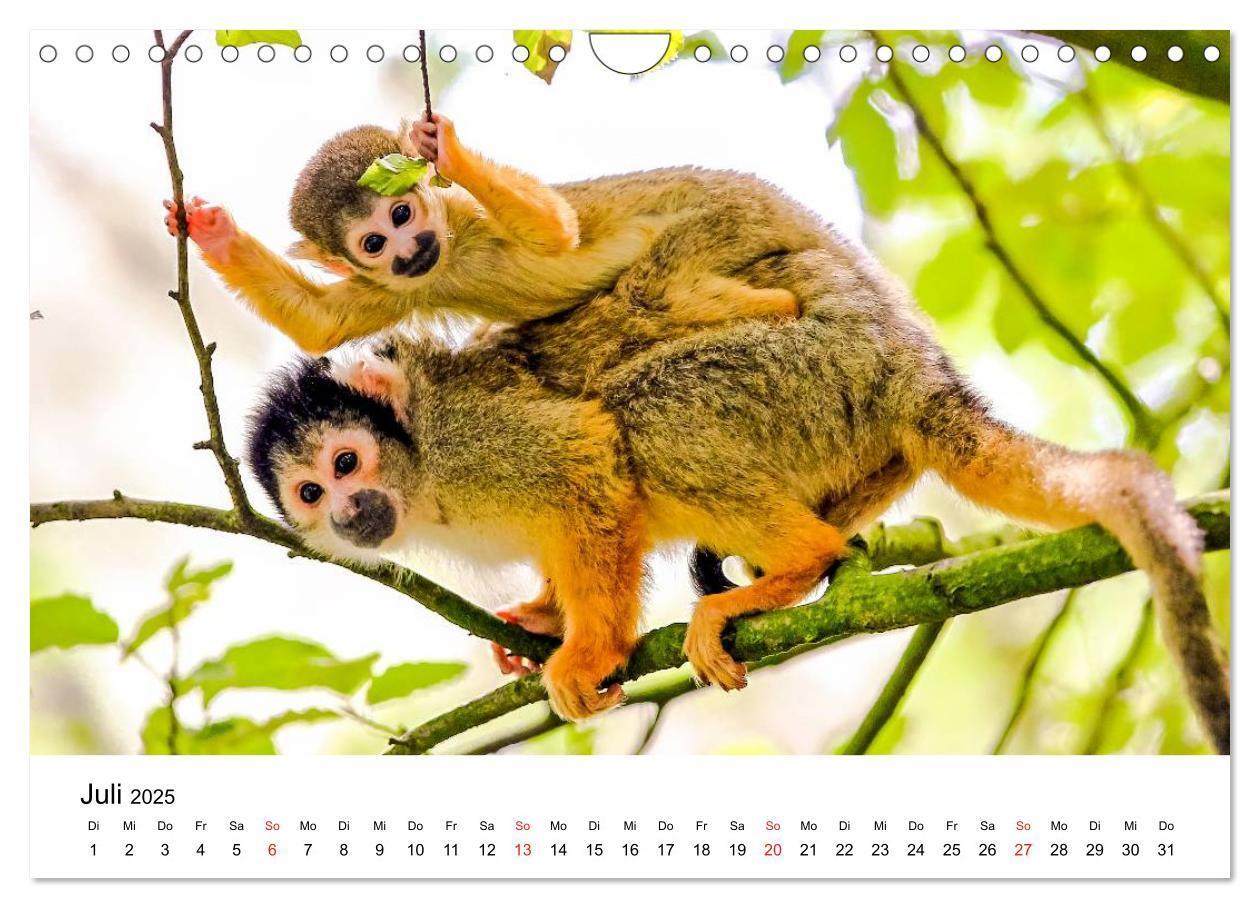 Bild: 9783435491100 | Totenkopfaffen (Wandkalender 2025 DIN A4 quer), CALVENDO...