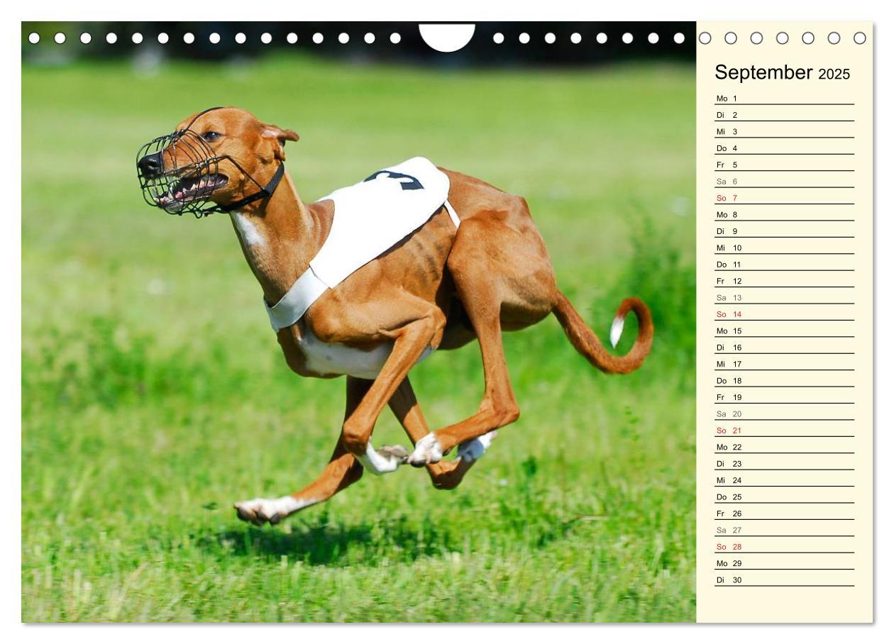 Bild: 9783435541652 | Windhund der Wüste - Der Azawakh (Wandkalender 2025 DIN A4 quer),...