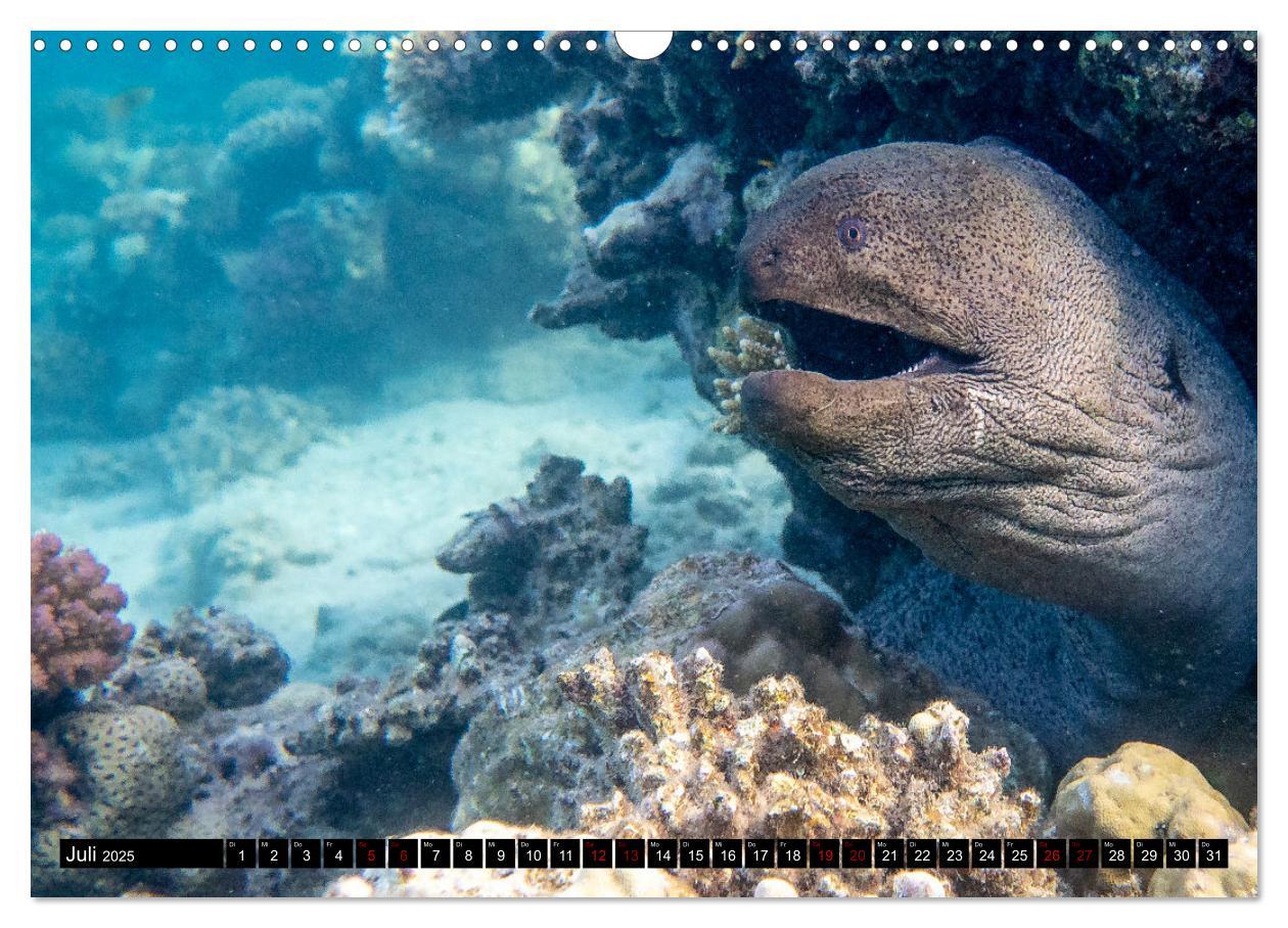 Bild: 9783435096312 | Naturwunder im Roten Meer (Wandkalender 2025 DIN A3 quer), CALVENDO...