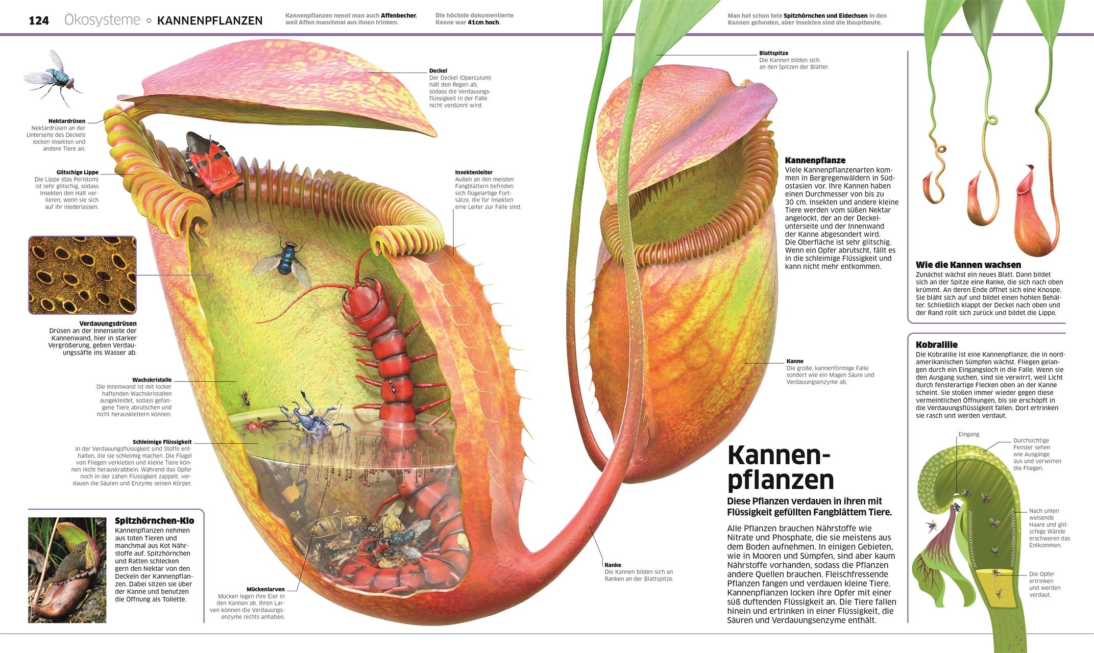 Bild: 9783831049134 | DK Wissen. Pflanzen und Pilze | DK Verlag - Kids | Buch | DK Wissen