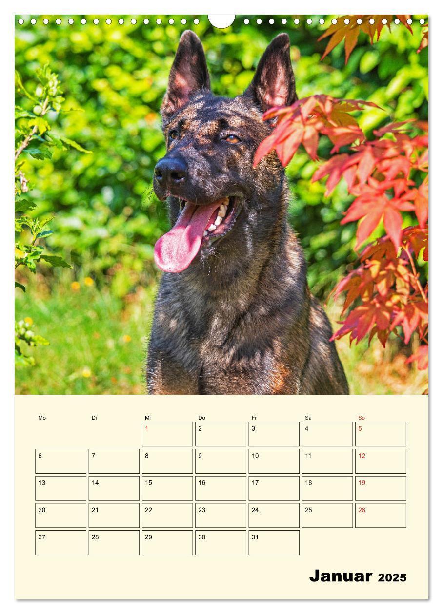 Bild: 9783435958788 | Familienplaner Tausendsassa Malinois (Wandkalender 2025 DIN A3...