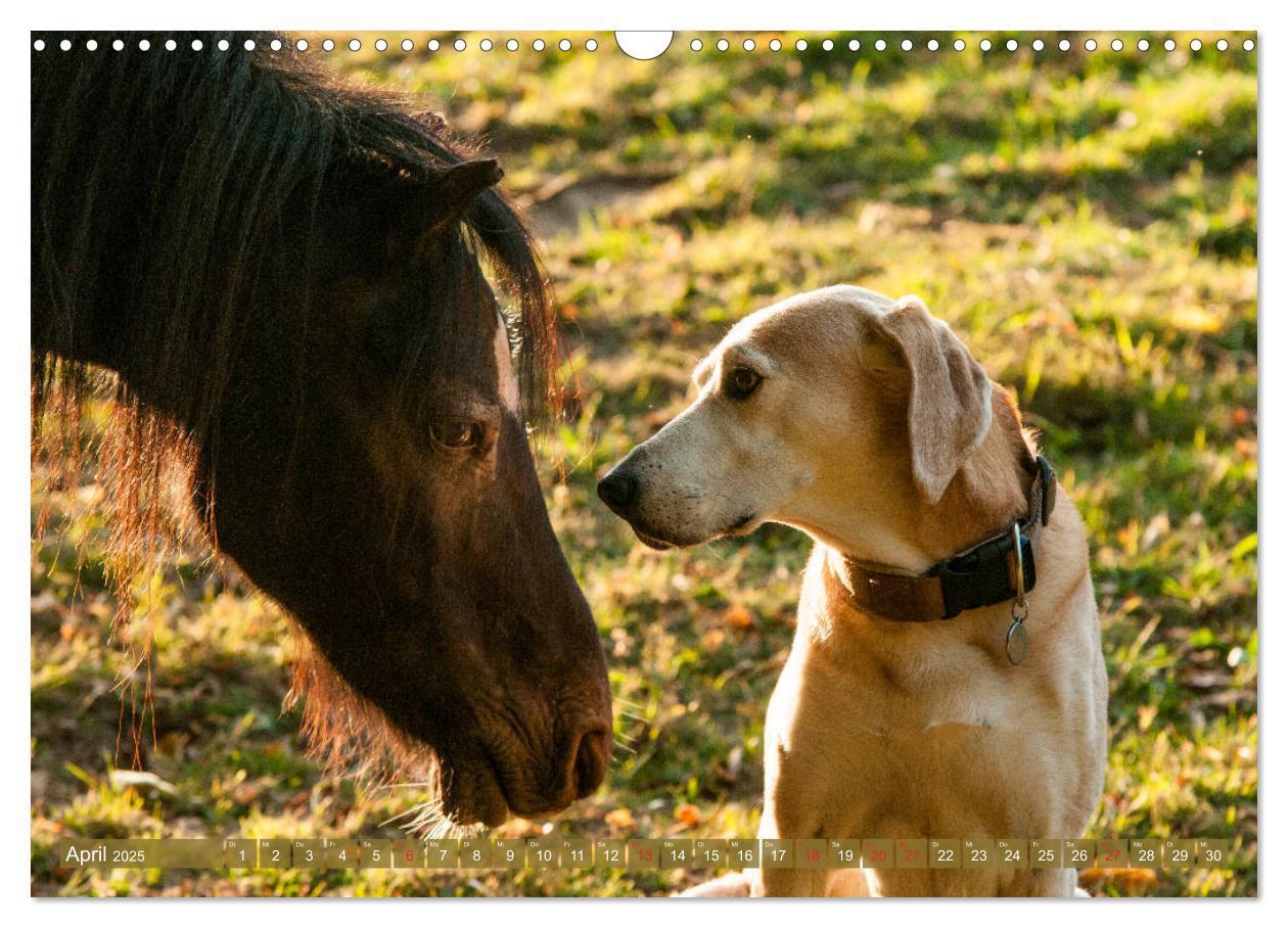 Bild: 9783435274499 | Pferd und Hund - Vierbeinige Freunde (Wandkalender 2025 DIN A3...