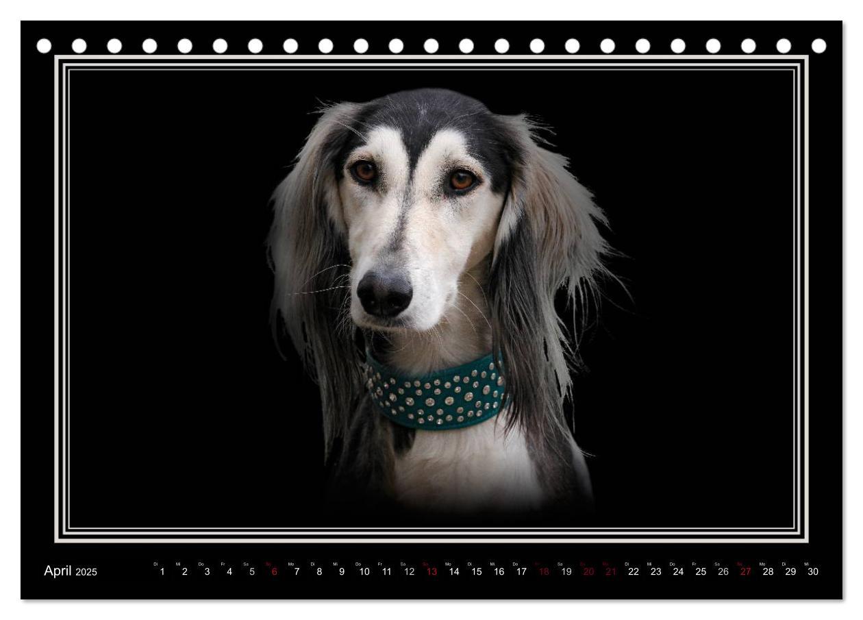 Bild: 9783383823916 | Saluki 2025 (Tischkalender 2025 DIN A5 quer), CALVENDO Monatskalender