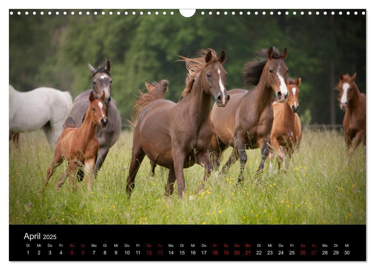 Bild: 9783435423729 | Vollblutaraber - Schönheit und Adel (Wandkalender 2025 DIN A3...