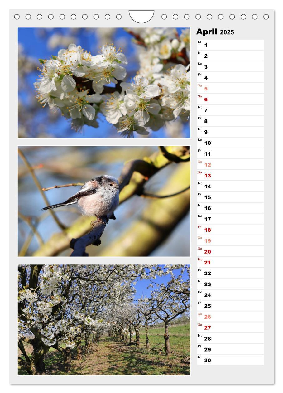 Bild: 9783435889877 | Zauberhafte Farben der Natur (Wandkalender 2025 DIN A4 hoch),...