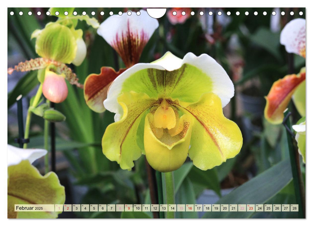 Bild: 9783383765049 | Beliebte Orchideen (Wandkalender 2025 DIN A4 quer), CALVENDO...