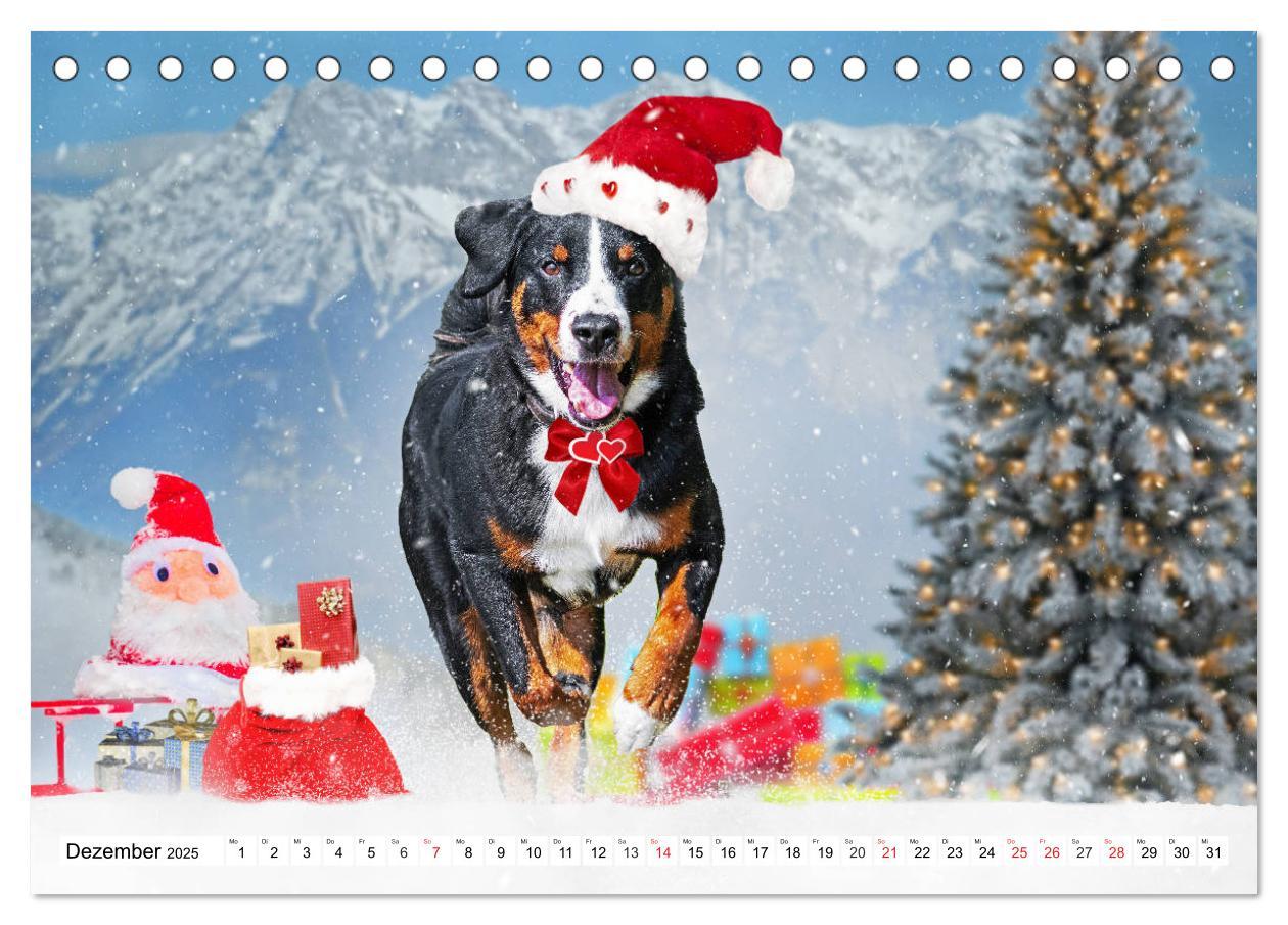 Bild: 9783435112043 | Appenzeller Sennenhund - Ein Schweizer auf 4 Pfoten (Tischkalender...