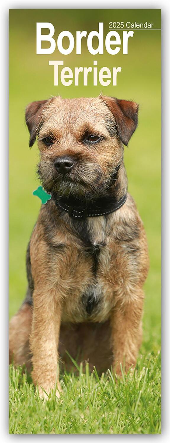 Cover: 9781804604991 | Border Terrier 2025 | Avonside Publishing Ltd | Kalender | 14 S.