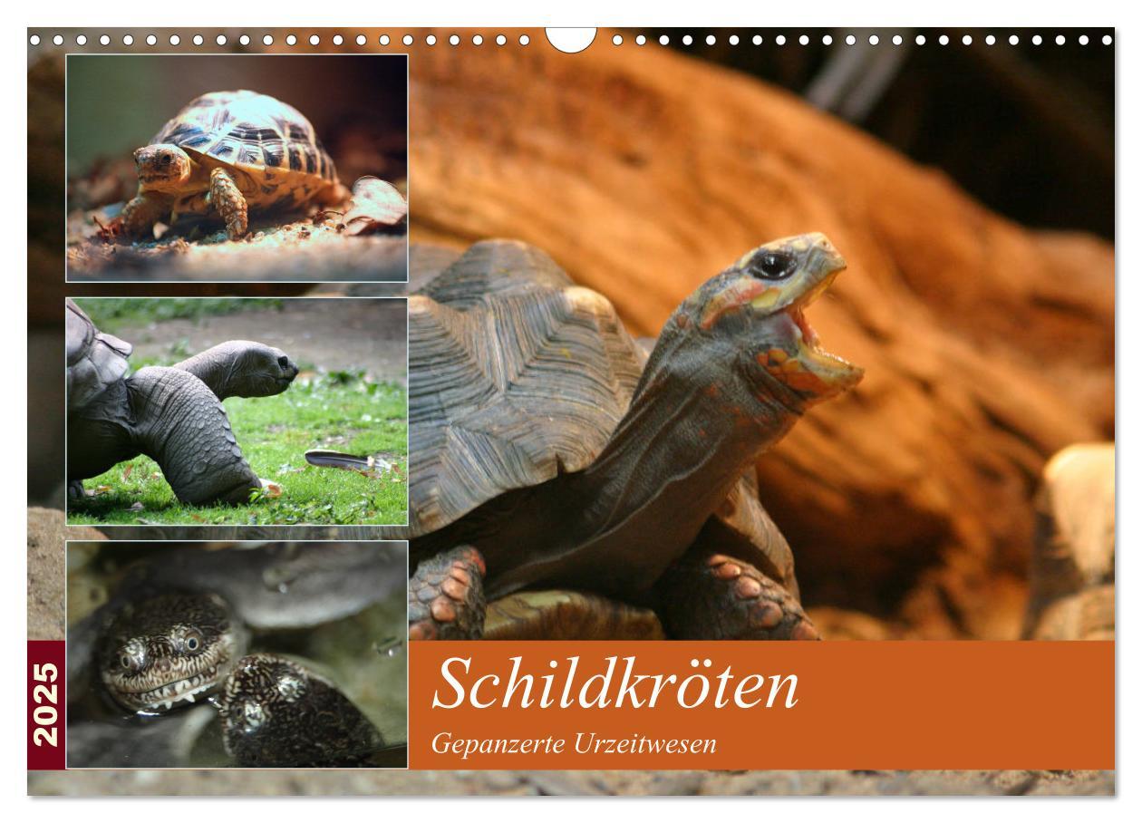 Cover: 9783435789832 | Schildkröten - Gepanzerte Urzeitwesen (Wandkalender 2025 DIN A3...