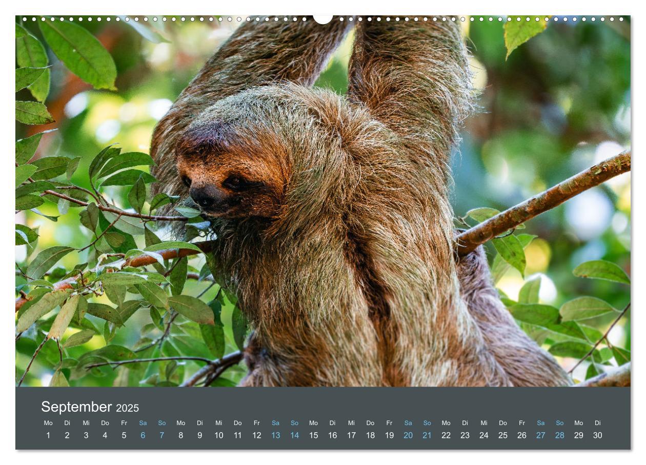 Bild: 9783383815836 | Wildes Leben - Ein Streifzug auf Zehenspitzen (Wandkalender 2025...