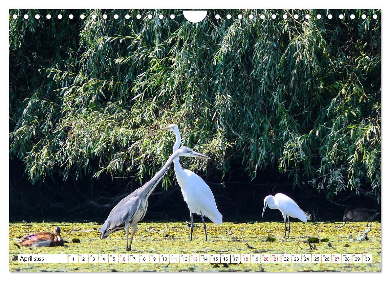 Bild: 9783383803024 | Rund um das Donaudelta (Wandkalender 2025 DIN A4 quer), CALVENDO...