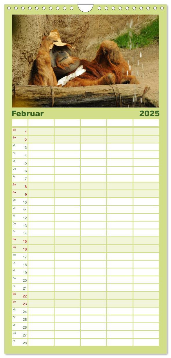 Bild: 9783457126585 | Familienplaner 2025 - Orang-Utans mit 5 Spalten (Wandkalender, 21 x...