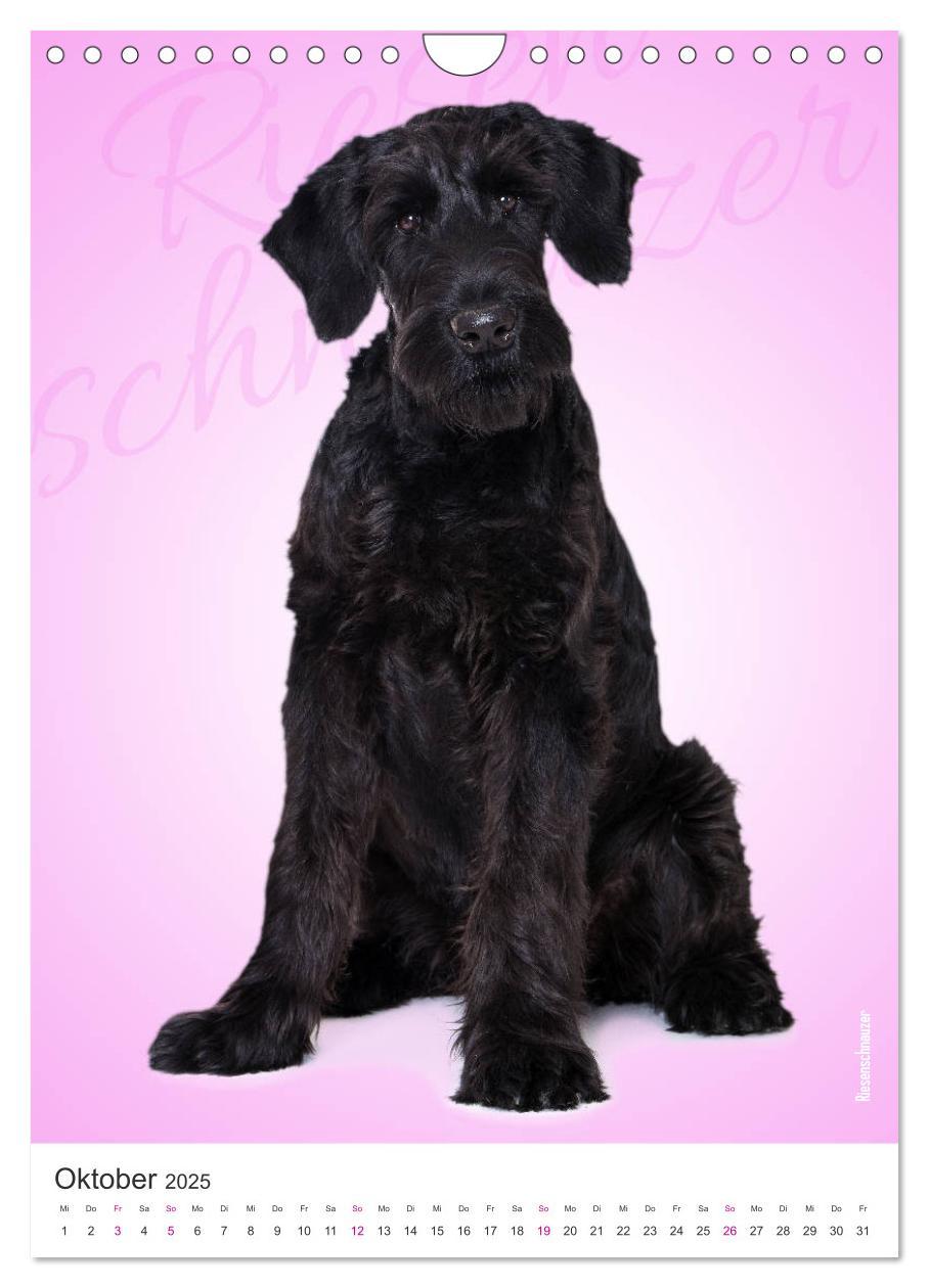 Bild: 9783435969197 | Kunterbunte Hundewelpen (Wandkalender 2025 DIN A4 hoch), CALVENDO...