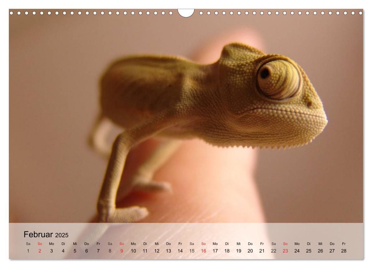 Bild: 9783435589432 | Kleine Reptilien (Wandkalender 2025 DIN A3 quer), CALVENDO...