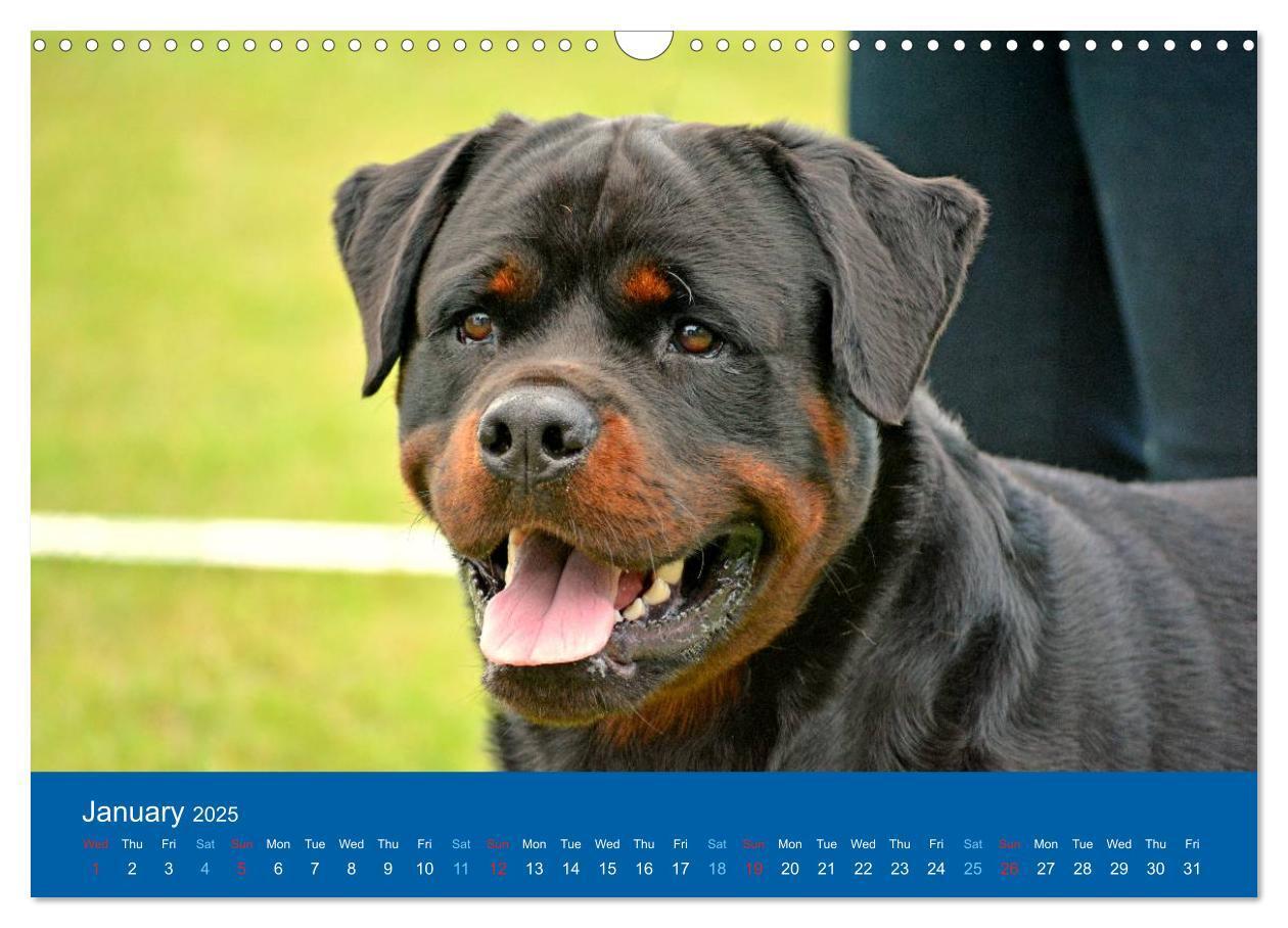 Bild: 9781325956319 | Rottweiler Portait Shots 2025 (Wall Calendar 2025 DIN A3...