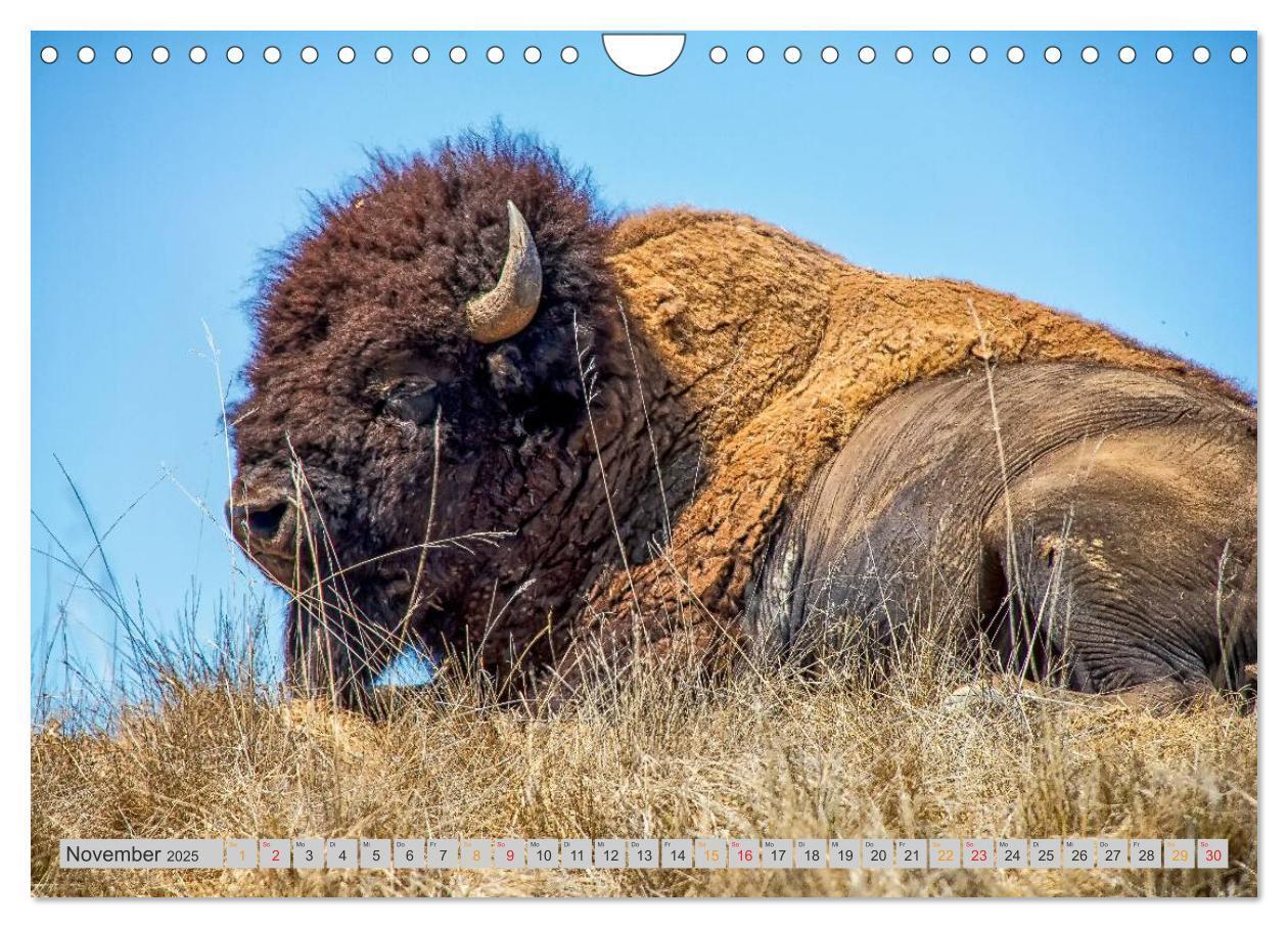 Bild: 9783435580552 | Bison und Wisent - Riesen mit unbändiger Kraft (Wandkalender 2025...