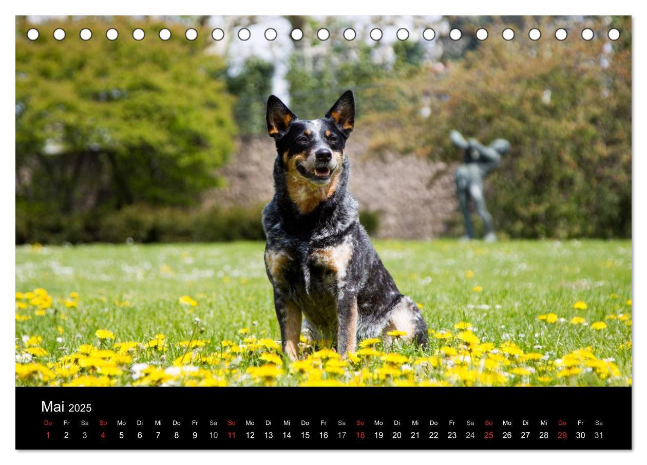 Bild: 9783435462421 | Australian Cattle Dogs zwischen Kunst und Kultur (Tischkalender...