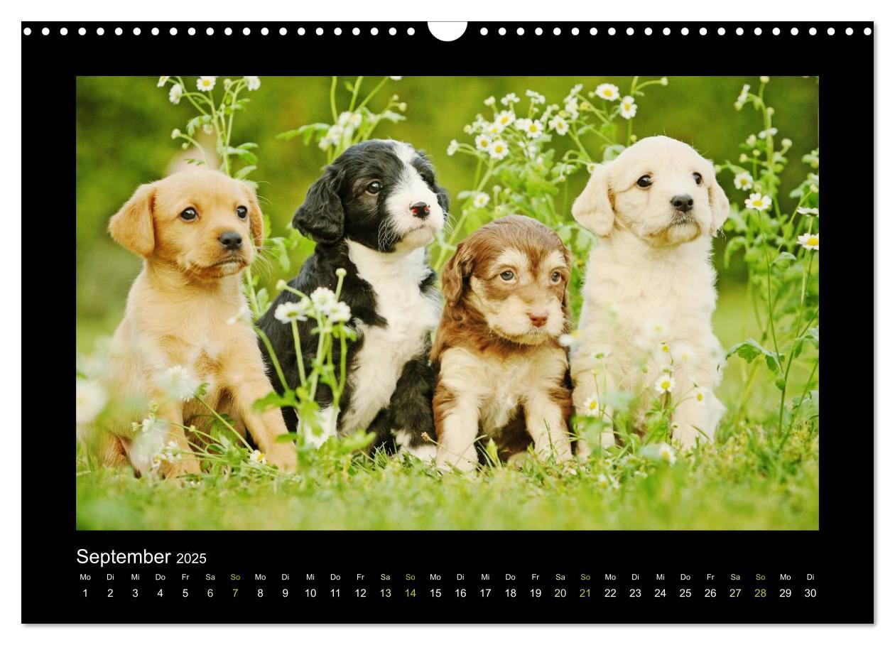 Bild: 9783435641055 | Allerlei Hundekinder (Wandkalender 2025 DIN A3 quer), CALVENDO...