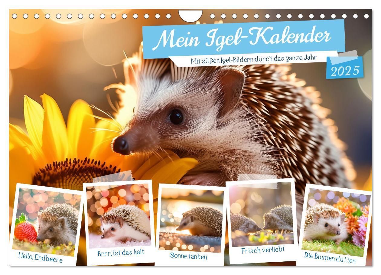 Cover: 9783435504527 | Mein Igel-Kalender (Wandkalender 2025 DIN A4 quer), CALVENDO...