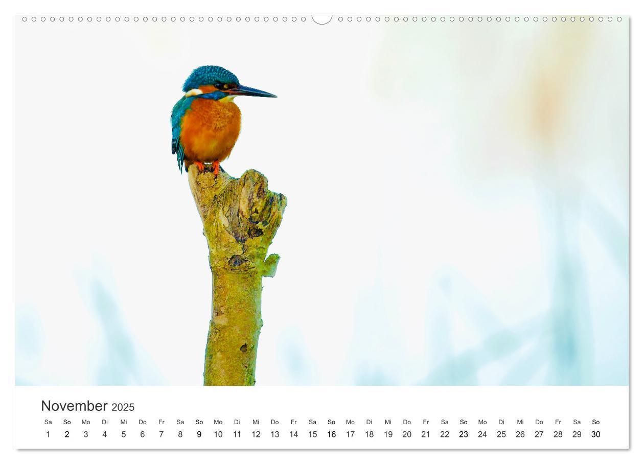 Bild: 9783435040766 | Vogelwelt - Die Könige der Lüfte. (Wandkalender 2025 DIN A2 quer),...