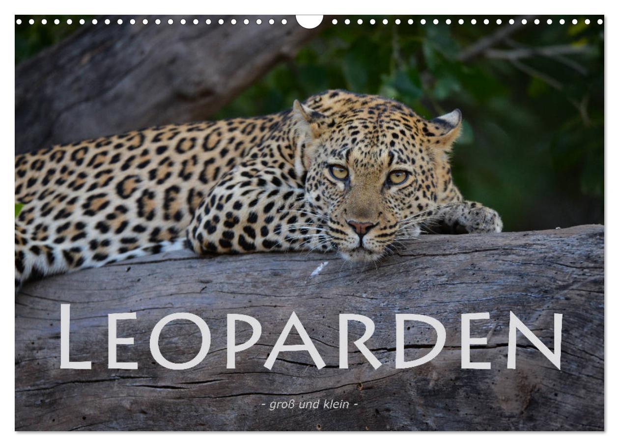 Cover: 9783435365753 | Leoparden - groß und klein (Wandkalender 2025 DIN A3 quer),...