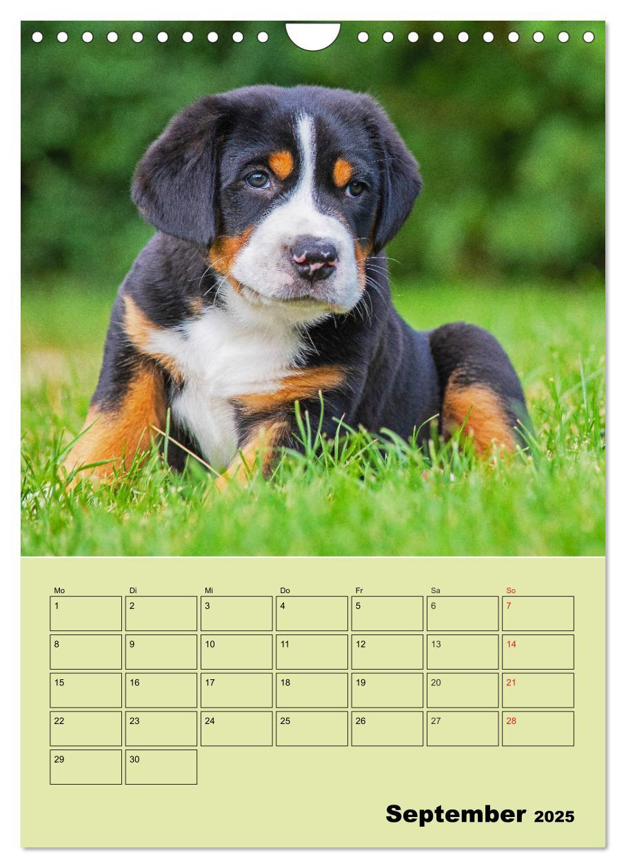 Bild: 9783435960323 | Familienplaner Großer Schweizer Sennenhund (Wandkalender 2025 DIN...